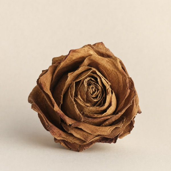 Rosa Turca